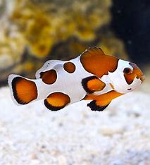 Orange Storm Clownfish