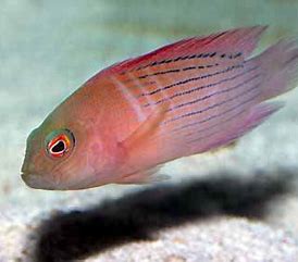 Dampiera Dottyback