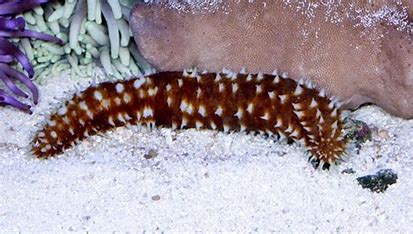 Tiger Tail Cucumber