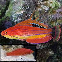 Carpenter Flasher Wrasse