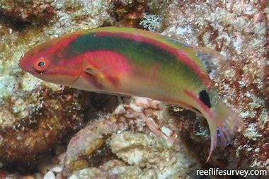 Exquisite Fairy Wrasse