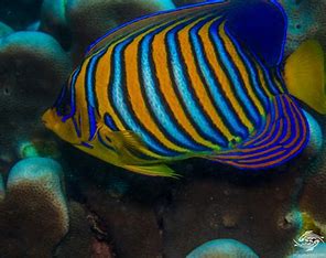 Regal Angelfish