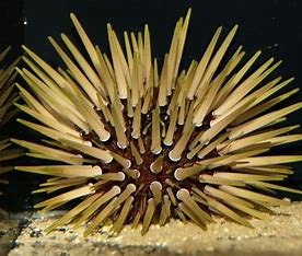 Shortspine Urchin