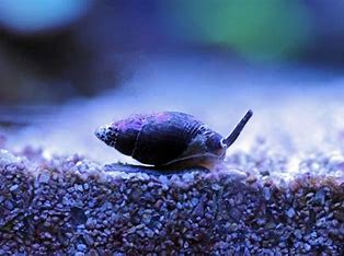 Nassarius Sand Snails