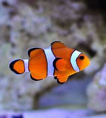 Ocellaris Clownfish