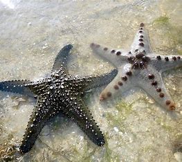 Marbled Protoreaster Seastar