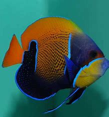 Majestic Angelfish (Blue Girdled)