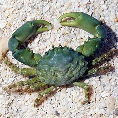 Emerald Crab