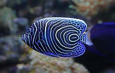 Emperor Angelfish