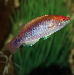 Lubbock's Fairy Wrasse