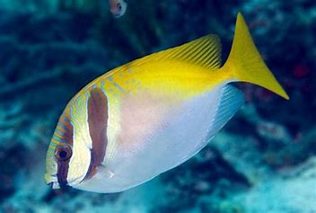 Two Barred Rabbitfish