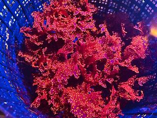 Dragons Breath Macro Algae