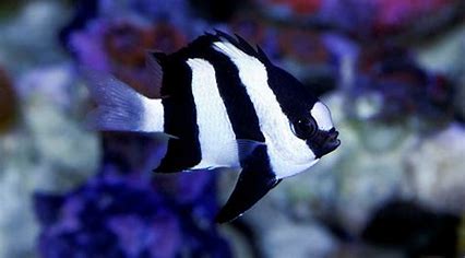 Three Stripe Damselfish