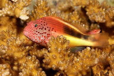 Forsteri Hawkfish