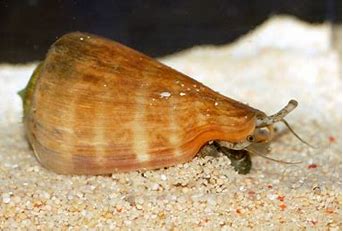 Tiger Sand Conch