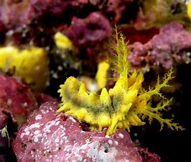 Yellow Sea Cucumber