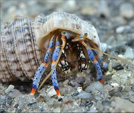 Blue Legged Reef Hermits