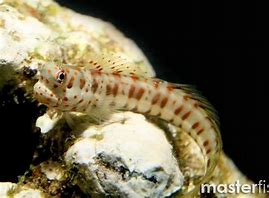 Red Spotted Blenny