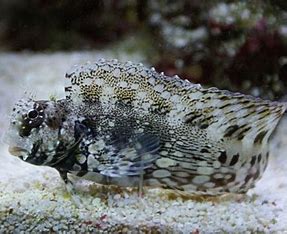 Lawnmower Blenny