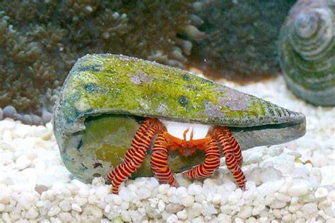 Orange Leg Hermit Crab (Reef Safe) - Ciliopagurus strigatus