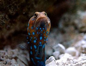 Blue Spot Jawfish