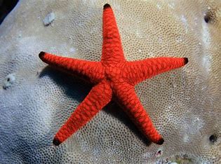 Red Marble Starfish (Fromia sp.)