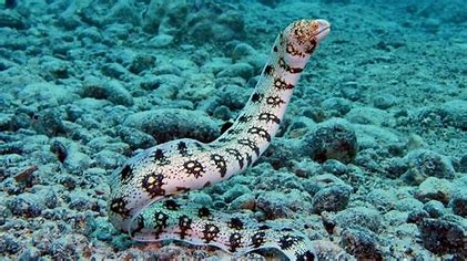 Snowflake Eel