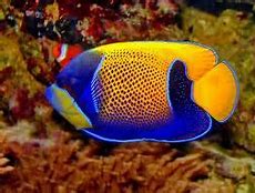 Majestic Angelfish (Blue Girdled)