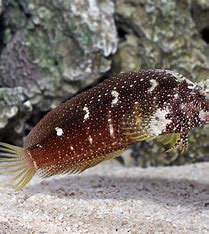 Starry Blenny