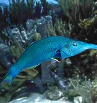 Bird Wrasse