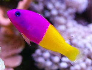 Royal Dottyback