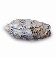 Olive Sand Sifting Periscope Snail