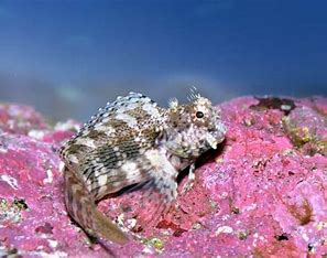 Lawnmower Blenny