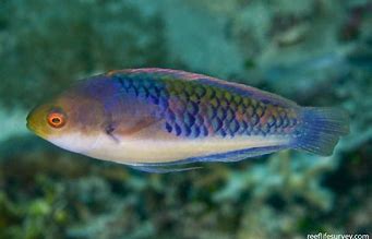 Blue Sided Fairy Wrasse