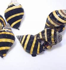 Bumblebee Snails