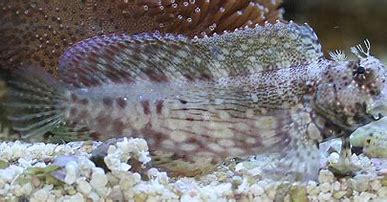 Lawnmower Blenny