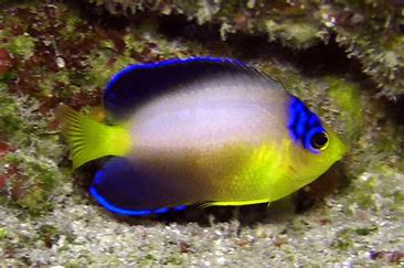 Multicolor Angelfish