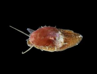 Stomatella Snail