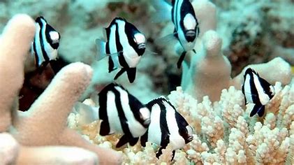 Three Stripe Damselfish