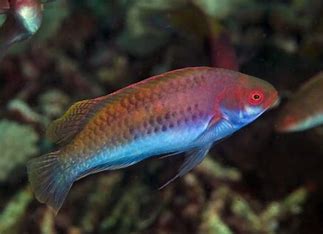 Blue Sided Fairy Wrasse