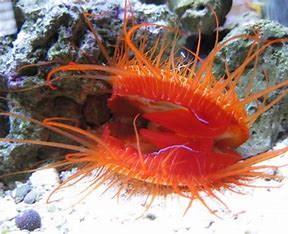 Electric Eye Scallop