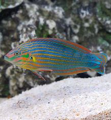 Melanurus Wrasse