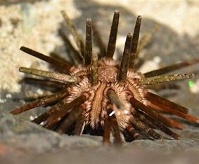 Pencil Urchin