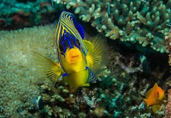 Regal Angelfish