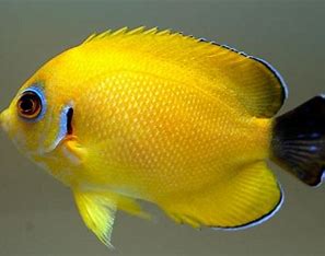 Lemonpeel Hybrid Angelfish