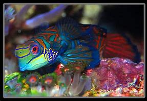 Green Mandarin Dragonet