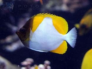 Yellow Pyramid Butterflyfish