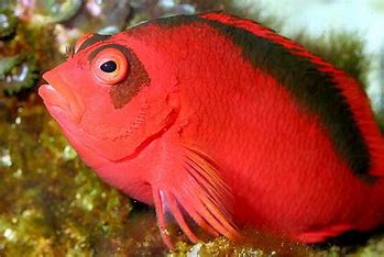 Flame Hawkfish