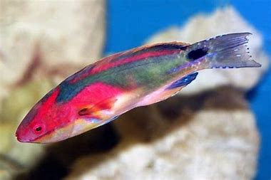 Exquisite Fairy Wrasse