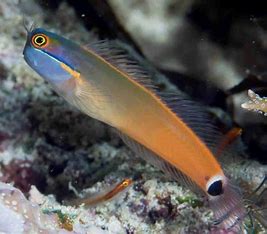 Tail Spot Blenny